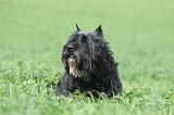 BOUVIER DES FLANDRES 372